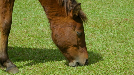 One-Brown-Horse-Head-Close-up-Grazing-Grass-on-a-Green-Lawn-on-Sunny-Day