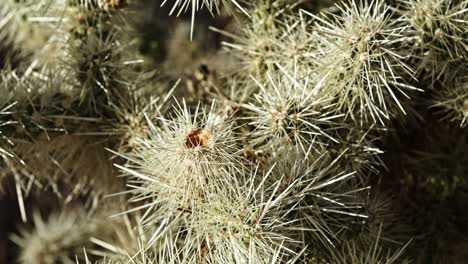 Planta-De-Cactus-En-El-Parque-Nacional-Joshua-Tree-Con-Video-Estable-De-Primer-Plano