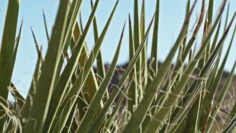 Close-up-of-plants-in-the-Joshua-Tree-National-Park-in-California-with-stable-video