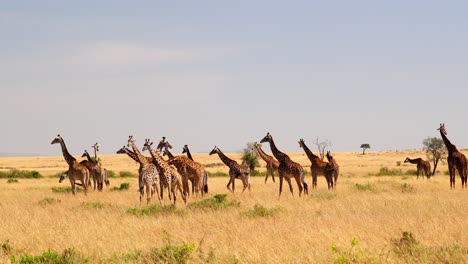 Giraffenherde-In-Masai-Mara,-Kenia---Weit,-Zeitlupe