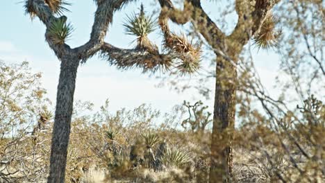 Joshua-tree-in-Joshua-Tree-National-Park-in-California-with-video-tilting-down-of-two-trees