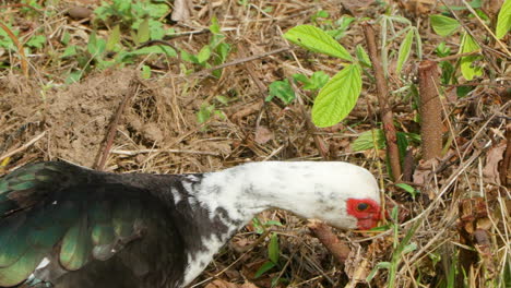 Domestic-Muscovy-Duck-Head-Close-up-Grazing-Green-Plant-Leaves