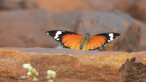 Schmetterlingsflügel---Stein.-Weißer-Farbton-