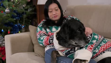 Cuddled-up-on-the-couch,-an-Asian-woman-and-her-senior-black-Labrador-dog-celebrate-the-festive-season-in-style-with-matching-Christmas-sweaters