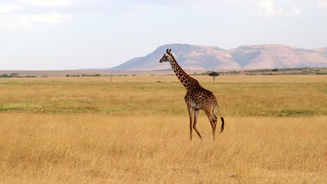 Giraffe-In-African-Savanna-Of-Masai-Mara,-Kenya---Wide,-Slow-Motion