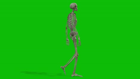 Un-Personaje-Esqueleto-3d-Caminando-En-Pantalla-Verde-Sin-Interrupción-Animación-3d,-Bucle-Animado-De-Vista-Lateral