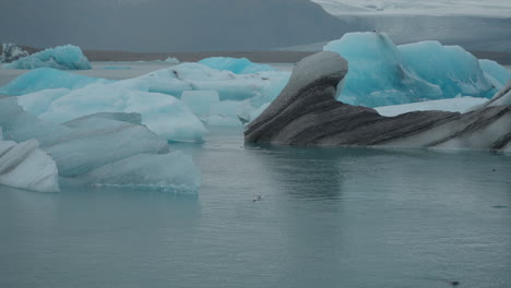 Glaciers-floating-in-Glacier-Lagoon,-Iceland,-with-seals-swimming-and-popping-up-in-the-water,-and-seagulls-flying-overhead,-moving-towards-Diamond-Beach