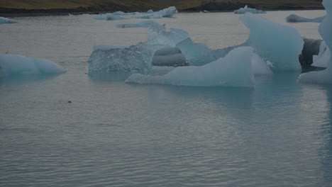 Glaciers-floating-in-Glacier-Lagoon,-Iceland,-with-seals-swimming-and-popping-up-in-the-water,-and-seagulls-flying-overhead,-moving-towards-Diamond-Beach