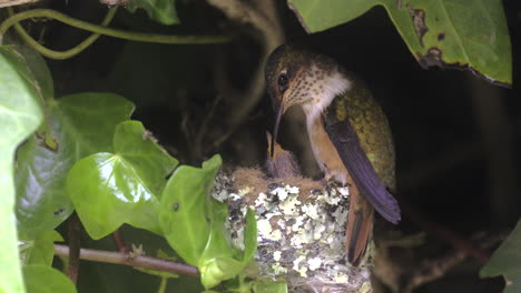 Funkelnder-Kolibri-Füttert-Küken-Im-Nest