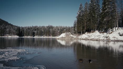 Winter's-embrace-at-Fusine-Lake:-ducks-gracefully-traverse-the-semi-frozen-surface,-creating-a-heartwarming-scene