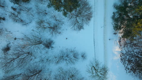 Aerial-top-down-shot-of-snowy-Winter-landscape-between-leafless-trees-in-Poland-at-dusk