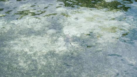 Junger-Kleiner-Schwarzspitzen-Riffhai-Schwimmt-Im-Seichten-Wasser-Durch-Seegras-In-Raja-Ampat,-West-Papua,-Indonesien