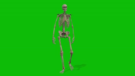 Eine-Skelett-3D-Figur,-Die-Auf-Einem-Grünen-Bildschirm-Mit-Nahtloser-3D-Loop-Animation-Läuft,-Animierte-Schleife-In-Der-Vorderansicht