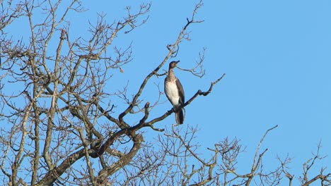 A-Cormorant,-Phalacrocorax-carbo,-perched-in-a-bare-tree