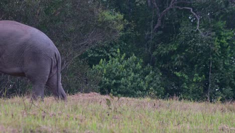 Riesige-Schöne-Tiere,-Die-Am-Nachmittag-Außerhalb-Des-Waldes-Nach-Links-Gehen,-Indischer-Elefant-Elephas-Maximus-Indicus,-Thailand