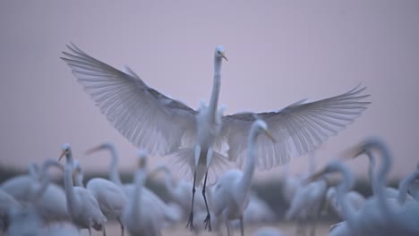 Great-Egret-Landing-in-flock-of-Birds-in-Sunrise-of-Winter