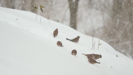 Group-of-tree-sparrows-eat-in-snow-till-gets-scared
