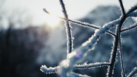 Nahaufnahme-Schneebedeckter-Äste,-Die-Sich-Vor-Einem-Atemberaubenden-Bergsonnenuntergang-Abheben