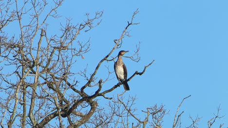A-CormorantPhalacrocorax-carbo,,-perched-in-a-bare-tree-above-an-inland-lake