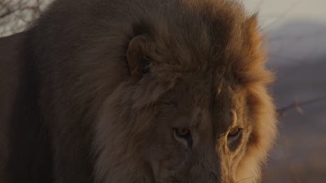 Nahaufnahme-Der-Mähne-Und-Des-Gesichts-Eines-Männlichen-Löwen