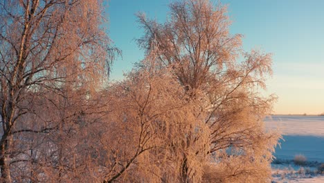Calm-winter-morning-sunrise-illuminate-frozen-birch-tree-with-shiny-ice-crystals