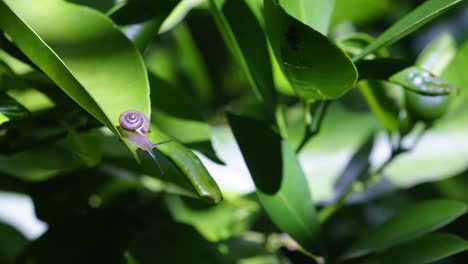 Small-cute-garden-snail-crawling-on-green-kumquat-leaf