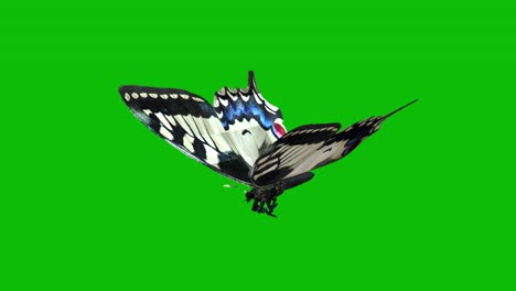 Weißer-Und-Schwarzer-Schmetterling,-Der-Auf-Einer-Nahtlosen-3D-Loop-Animation-Auf-Grünem-Bildschirm-Fliegt