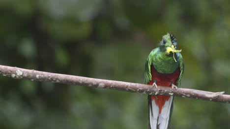 Prächtiger-Quetzal-Männchen-Sitzt-Auf-Einem-Ast-Und-Isst-Eine-Wilde-Avocado