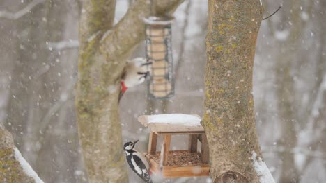 Two-woodpeckers-in-winter-feeder