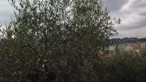 Rising-Crane-shot-of-an-Olive-tree-reveals-the-Gulf-of-the-Poets