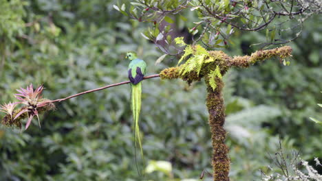 Resplandeciente-Macho-De-Quetzal-Posado-En-Una-Rama,-Volando,-San-Gerardo-Costa-Rica
