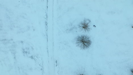 An-aerial-view-shows-a-snowy-landscape-with-well-defined-paths-crisscrossing-between-the-leafless-trees