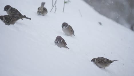 Tree-sparrow-search-food-in-snow