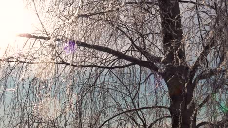 Frozen-birch-tree-silhouette-in-freezing-winter-sun,-snow-fly-in-wind