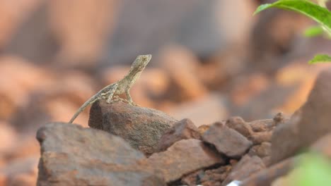 Lizard-relaxing-on-rock-