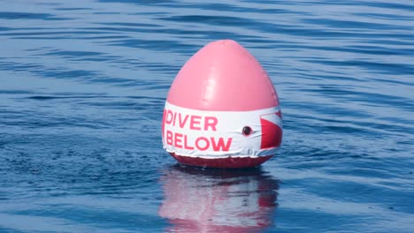 Red-and-white-dive-buoy-marker-safety-equipment-floating-on-surface-of-ocean-with-bubbles-from-scuba-divers-below