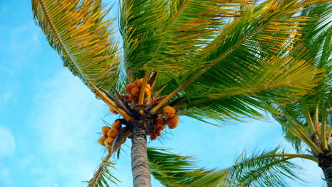 Static-close-up-shot-of-a-tropical-palm-treen-with-mature-yellow-coconuts