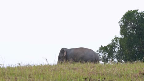 Half-body-seen-covered-by-grass-on-the-ridge-during-the-afternoon,-Indian-Elephant-Elephas-maximus-indicus,-Thailand