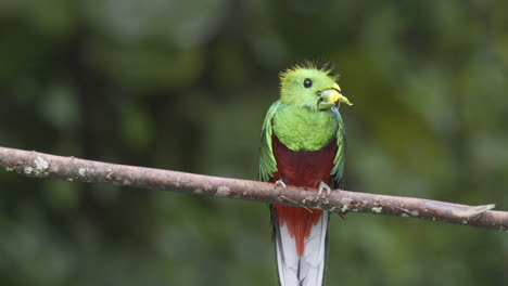 Prächtiger-Quetzal-Männchen-Sitzt-Auf-Einem-Ast-Und-Isst-Eine-Wilde-Avocado