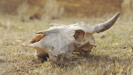 Camera-moves-around-the-skull-of-a-rural-animal