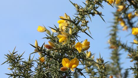 Gorse-Flowers,-Ulex-europaeus,,-against-a-blue-sky-in-January