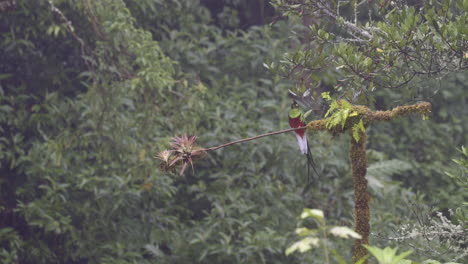 Resplendent-Quetzal-male-perched-on-branch,displaying-with-long-tail