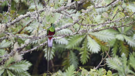 Resplendent-Quetzal-male-perched-on-branch,-flying-away,-San-Gerardo-Costa-Rica