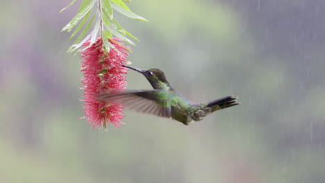 Prächtiger-Kolibri,-Der-Bei-Starkem-Regen-Herumsaugt