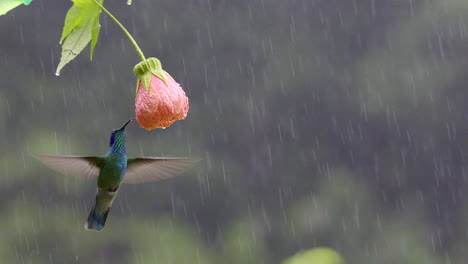 Green-Violetear-feeding-on-a-Abutilon-pictum-flower-in-heavy-rain