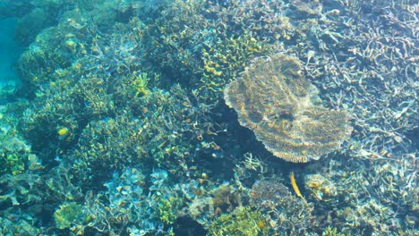 Beautiful-healthy-coral-reef-in-crystal-clear-water-of-shimmering-ocean-in-Raja-Ampat,-West-Papua,-Indonesia