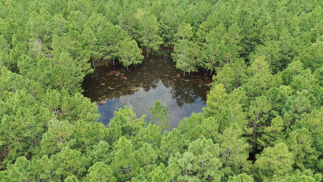 Beautiful-pine-plantation-with-a-pond-reflecting-the-sky