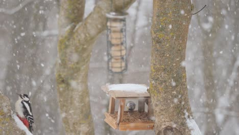 Great-spotted-woodpecker-in-winter-feeder