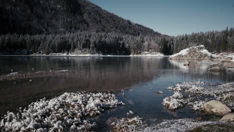 Experience-the-serene-charm-of-Fusine-Lake-as-ducks-gracefully-explore-its-waters