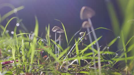 Tiny-backlit-pleated-inkcap-mushrooms-rack-focus-foreground-to-background
